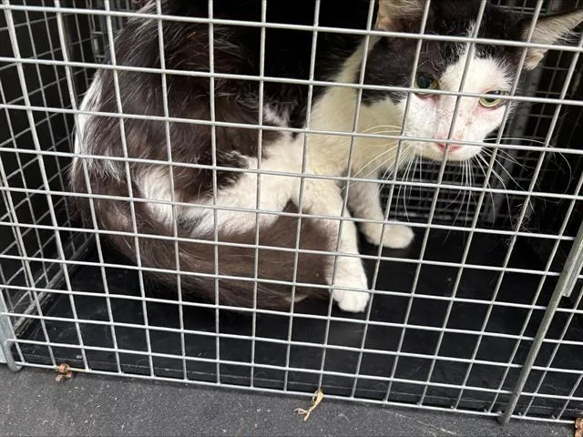 An adult small-sized male Domestic Medium Hair cat named Humphrey Bogart for adoption in Grand Prairie, TX