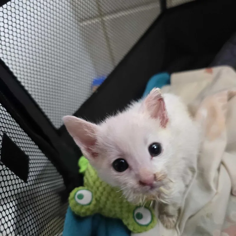 A baby small-sized male Domestic Short Hair cat named Udo for adoption in Los Angeles, CA