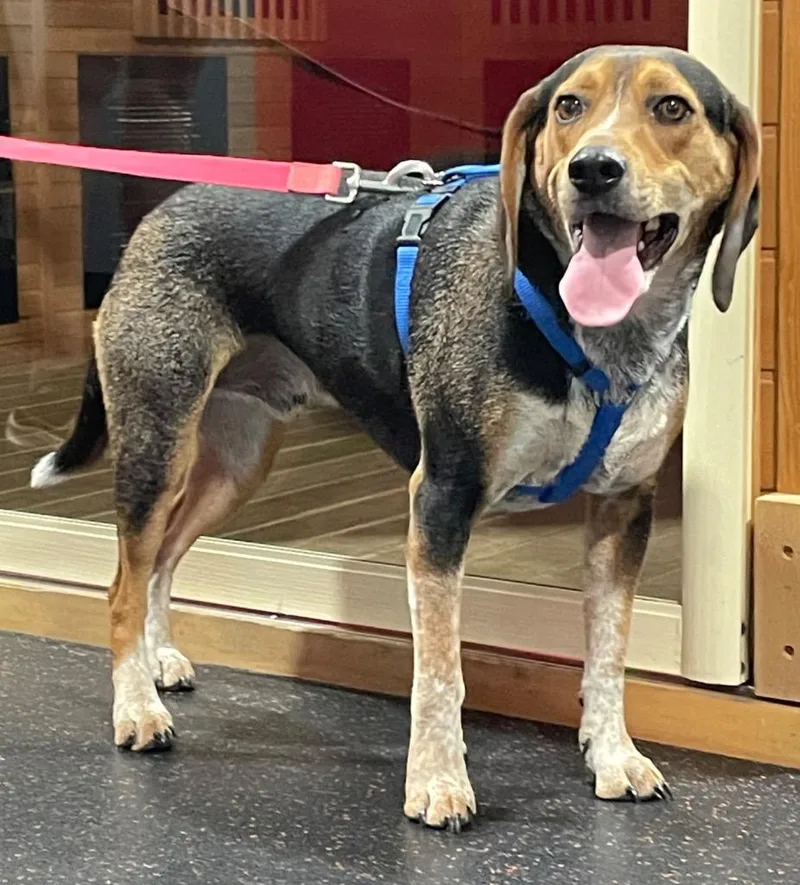 An adult medium-sized male Beagle dog named Turtle for adoption in Waxhaw, NC