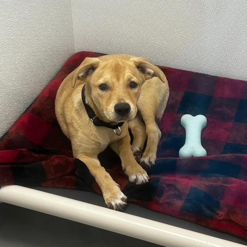 A baby small-sized male Yellow / Tan / Blond / Fawn Mixed Breed dog named Jim for adoption in Jupiter, FL
