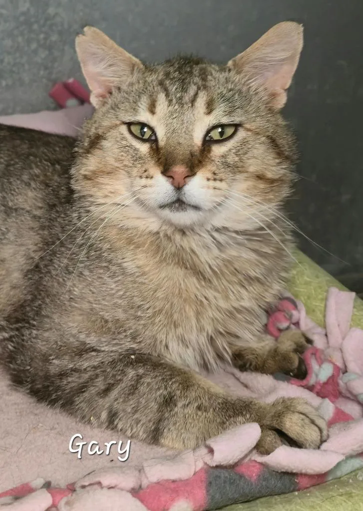 An adult medium-sized male Domestic Short Hair cat named Gary for adoption in Cedar Rapids, IA