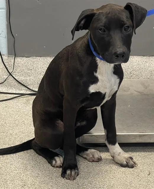 A young small-sized male Labrador Retriever dog named Kai for adoption in Tallahassee, FL