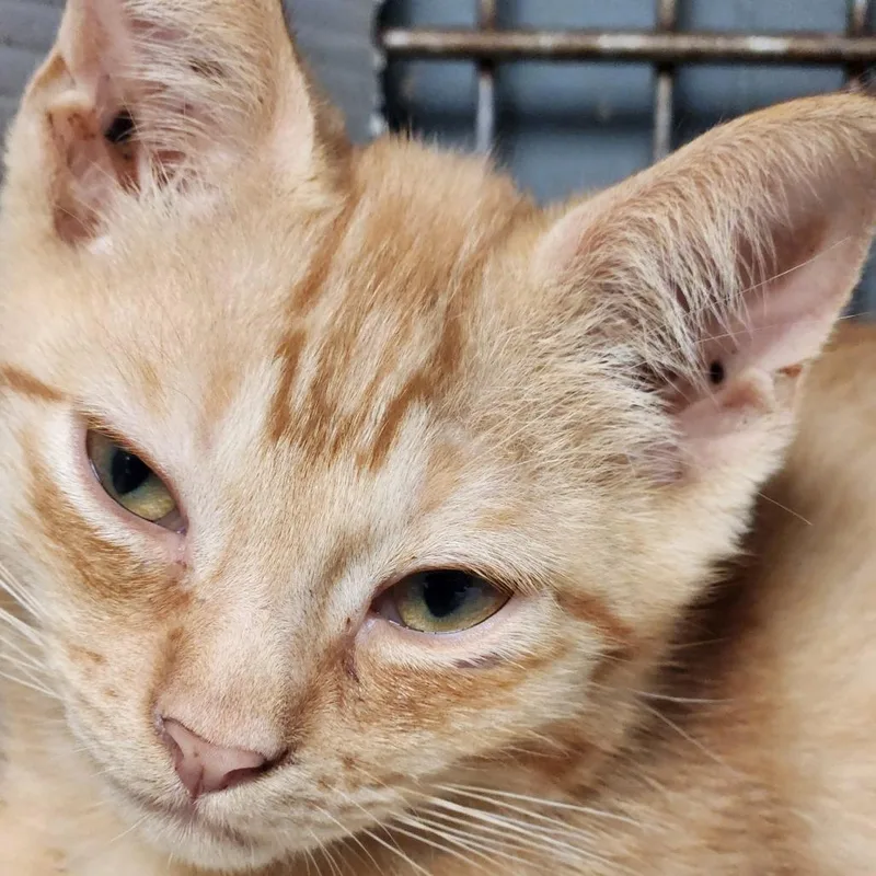 A baby small-sized male Orange / Red Domestic Short Hair cat named K for adoption in Corsicana, TX