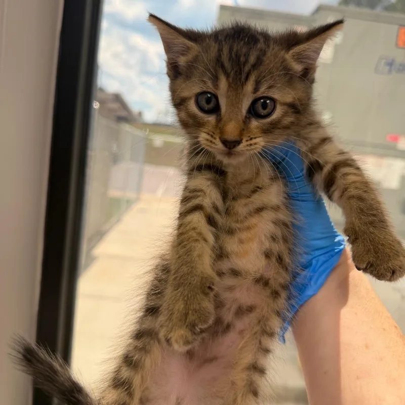 A baby small-sized female Brown / Chocolate Domestic Short Hair cat named Extension Cord for adoption in Columbiana, AL