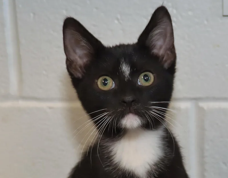 A baby medium-sized male Tuxedo cat named Darian for adoption in Euclid, OH