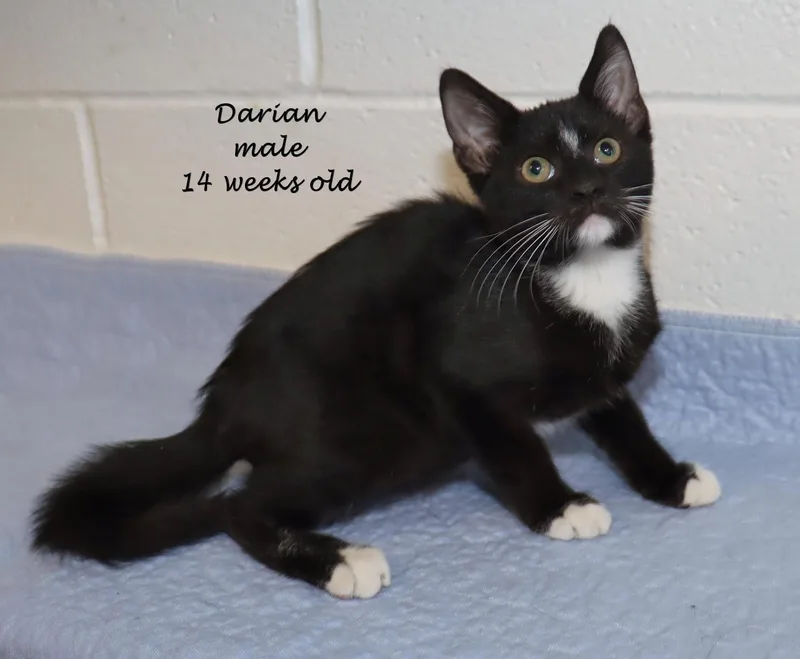 Darian thumbnail 2