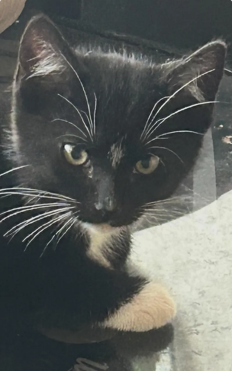 A baby medium-sized male Black & White / Tuxedo Domestic Short Hair cat named Shondell for adoption in Colonia, NJ
