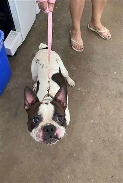 A young medium-sized male Mixed Breed dog named Chato for adoption in Dallas, TX