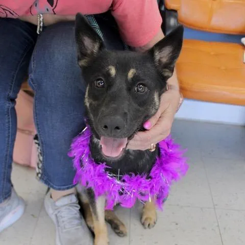 A young medium-sized female Black German Shepherd Dog dog named Selena for adoption in Birmingham, AL