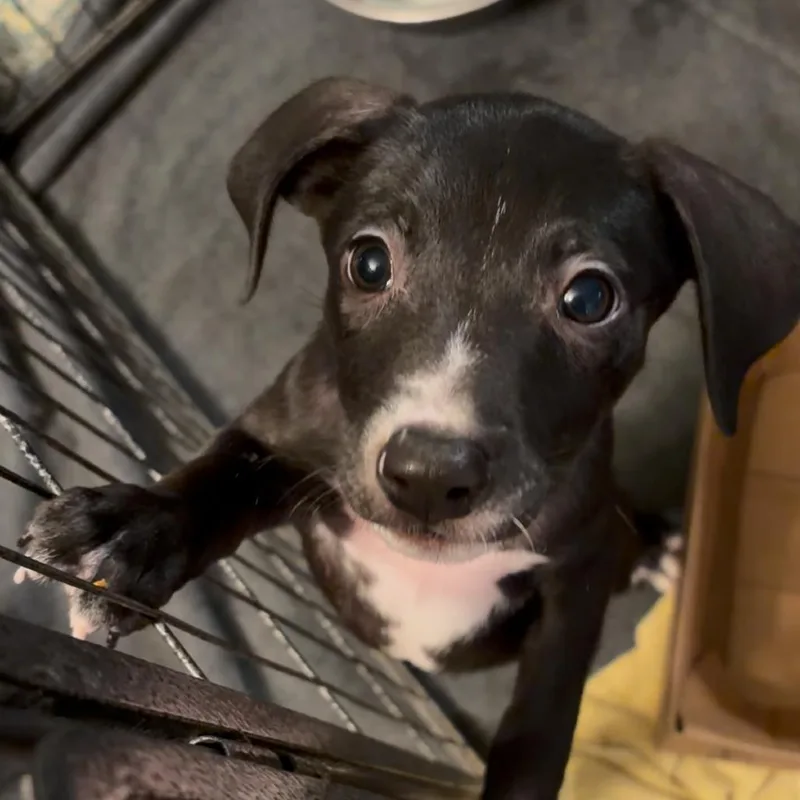 A baby large-sized male Black Labrador Retriever dog named James for adoption in Phoenix, AZ
