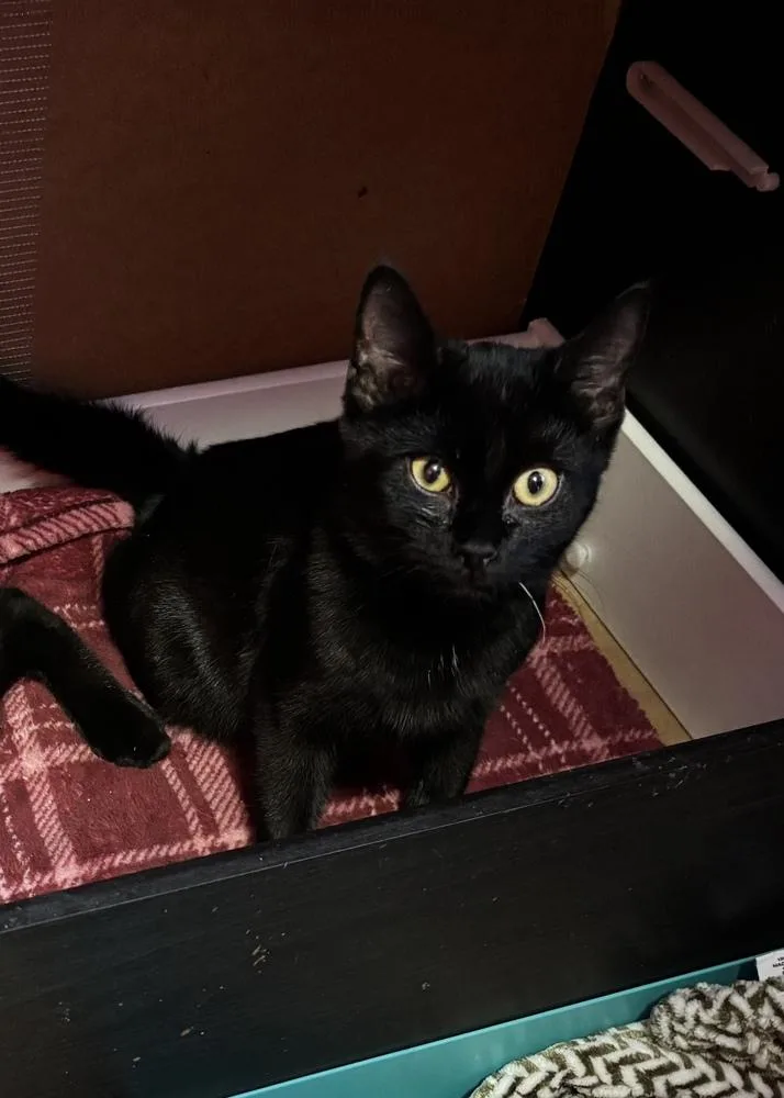 A baby small-sized male Black Domestic Short Hair cat named Bond Infilitrator: Jet for adoption in Warren, CT