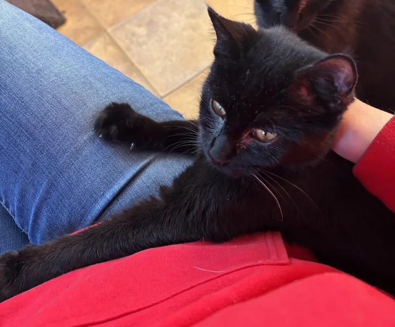 Bond Infilitrator: Jet thumbnail 2