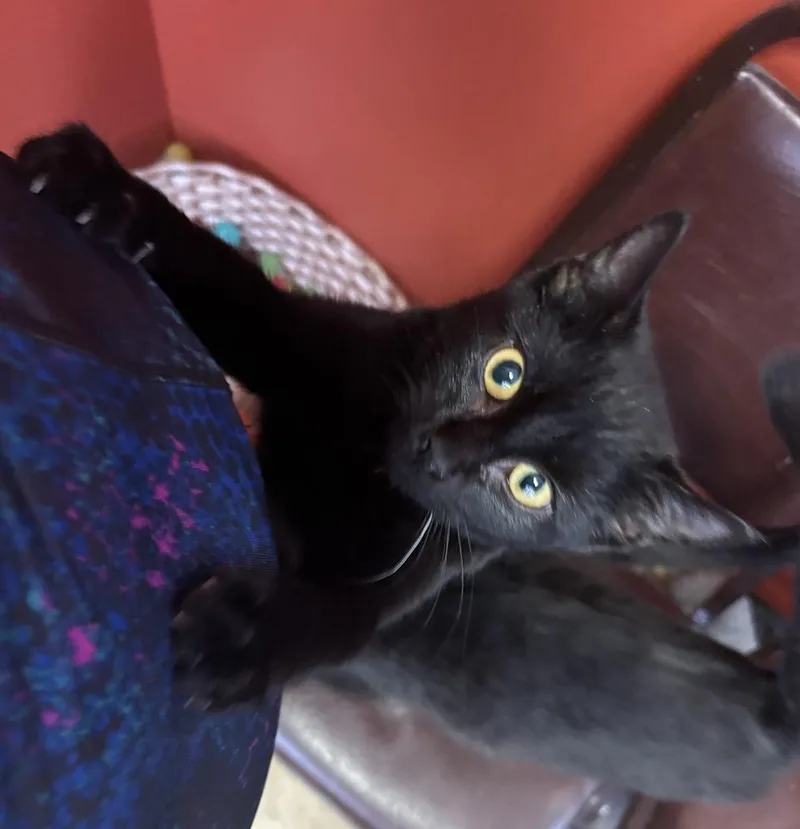 Bond Infilitrator: Jet thumbnail 3