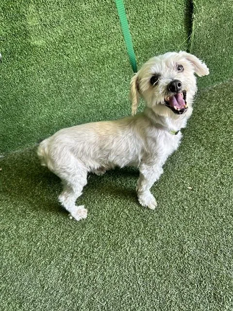 An adult small-sized male Maltese dog named A for adoption in Lancaster, CA
