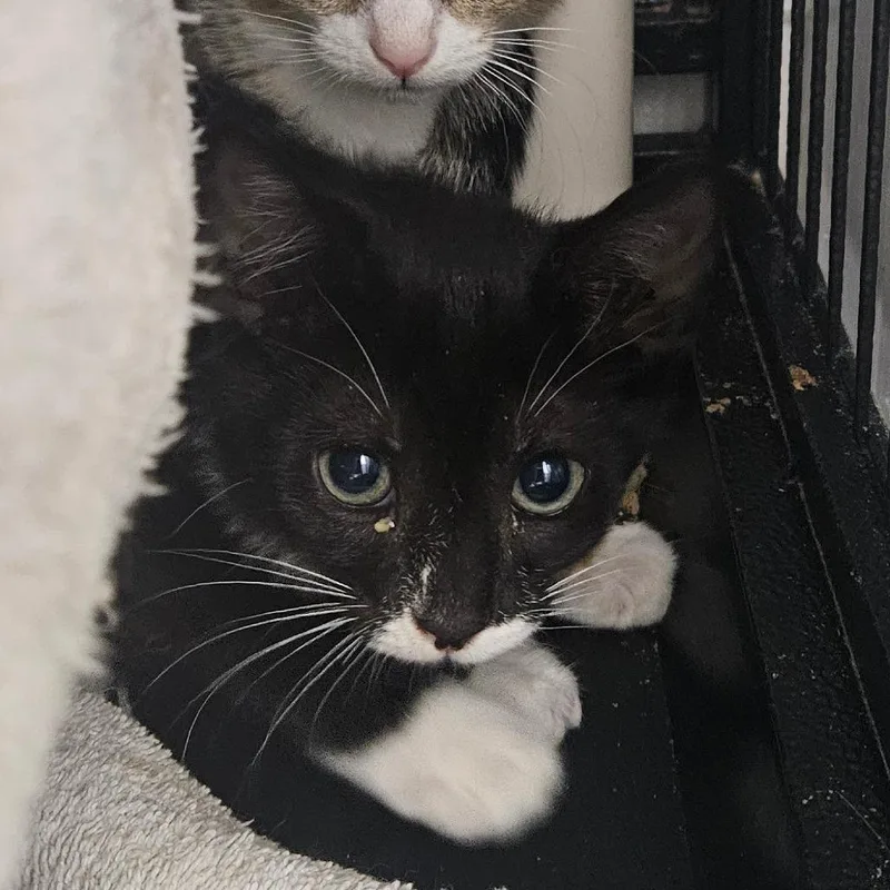 A baby small-sized female Black Domestic Short Hair cat named Popcycle for adoption in Ridgely, MD