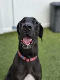 An adult extra large-sized female Great Dane dog named Juno for adoption in Savannah, GA