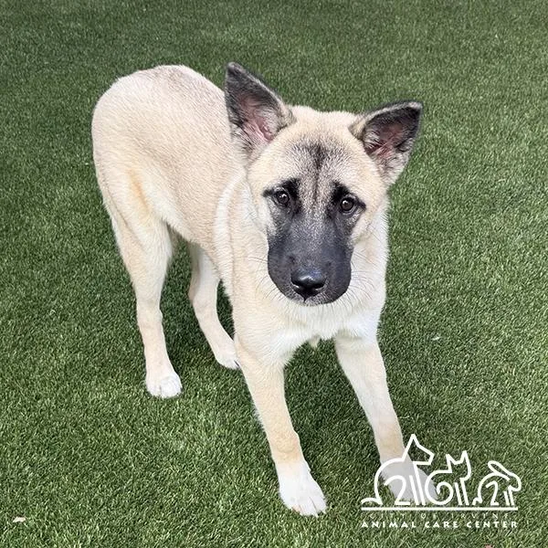 A young medium-sized female Akita dog named Athena for adoption in Irvine, CA