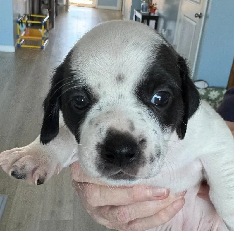 A baby small-sized female Pug dog named Autumn for adoption in Windsor, CO