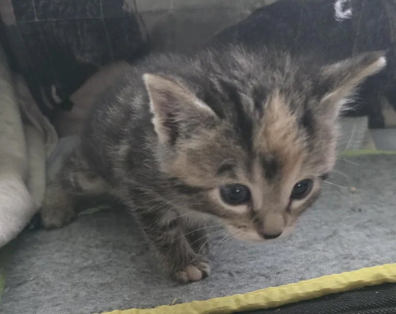 A baby small-sized female Domestic Short Hair cat named Saffron for adoption in Buhl, ID