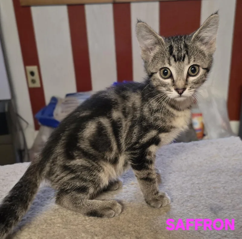 Saffron thumbnail 4