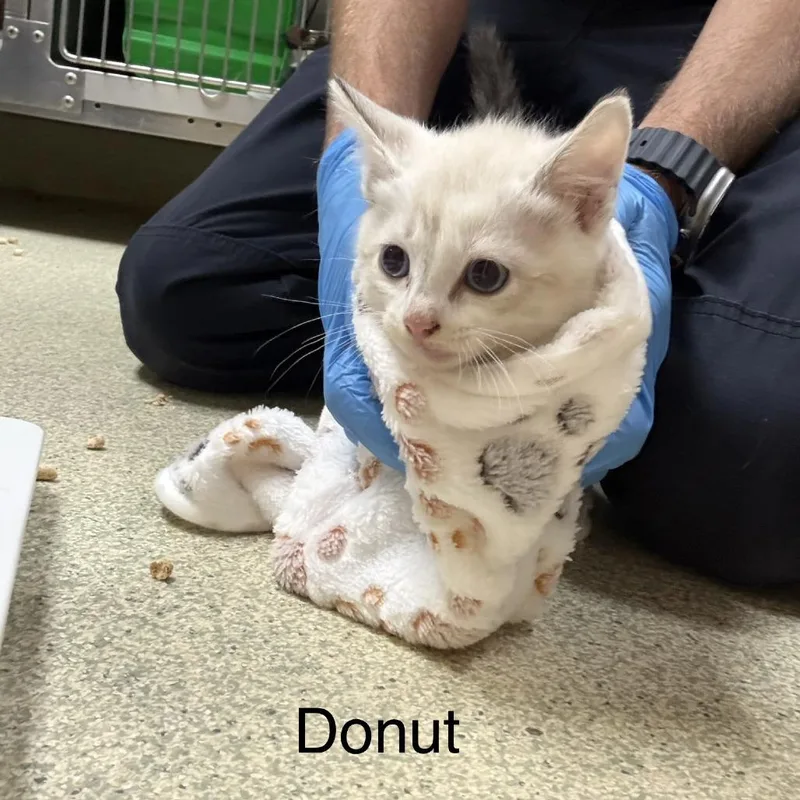 Donut