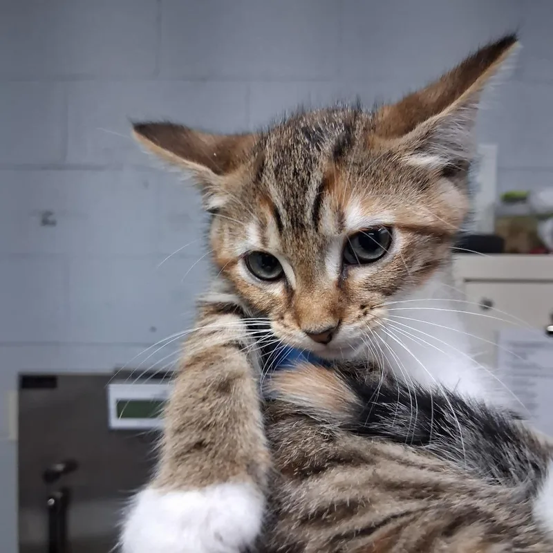 A baby small-sized female Brown / Chocolate Domestic Short Hair cat named Olga for adoption in Summerville, SC