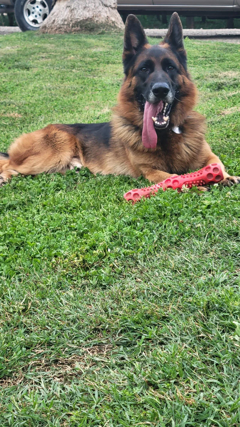 Koda