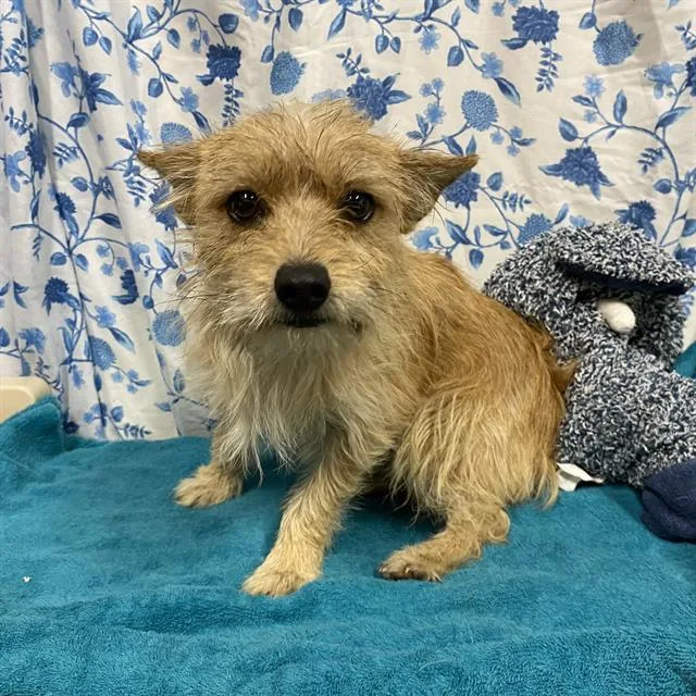 A young small-sized male Cairn Terrier dog named A for adoption in Modesto, CA
