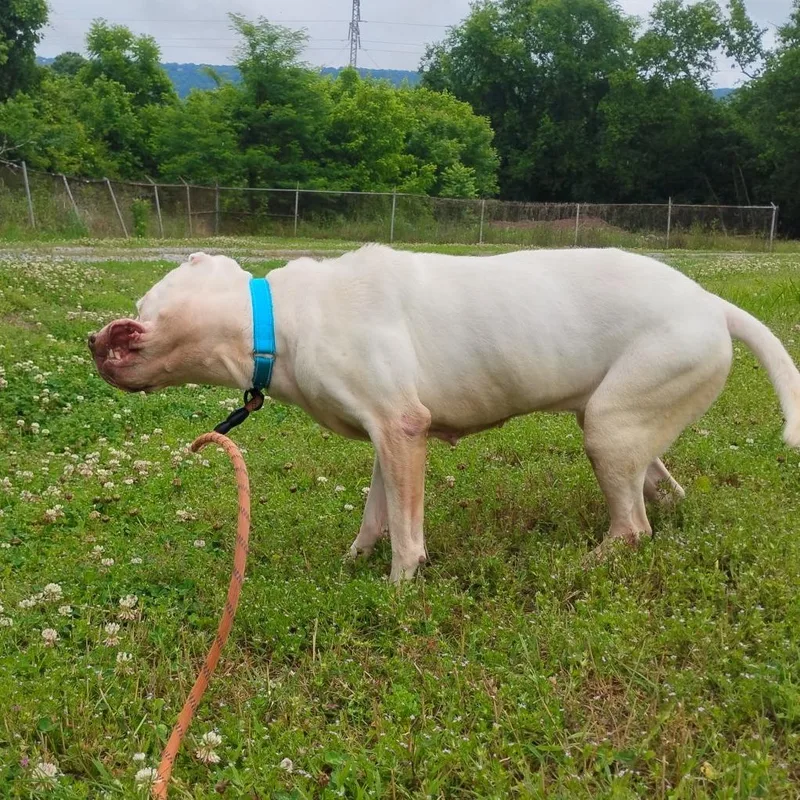 A senior medium-sized female White / Cream American Staffordshire Terrier dog named Tina for adoption in Trenton, GA