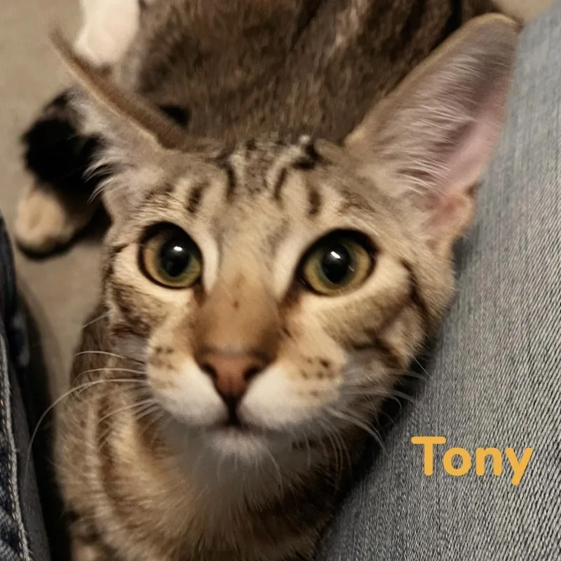 Tony thumbnail 3
