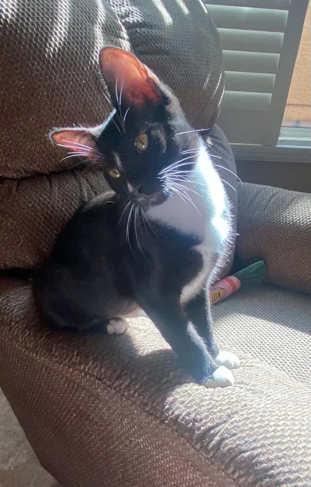 A baby medium-sized male Black & White / Tuxedo Domestic Short Hair cat named Richie Lipschitz for adoption in tucson, AZ