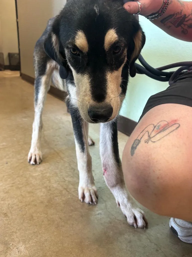 A young medium-sized male Shepherd dog named Smudge for adoption in New Braunfels, TX