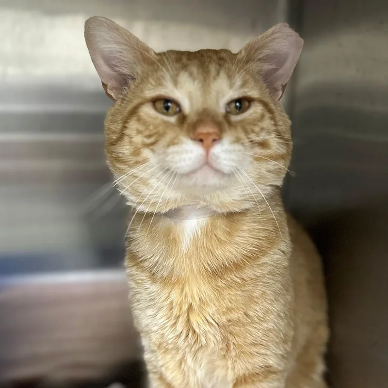 An adult medium-sized male Tabby (Orange / Red) Domestic Short Hair cat named Gabe for adoption in Columbia, MD