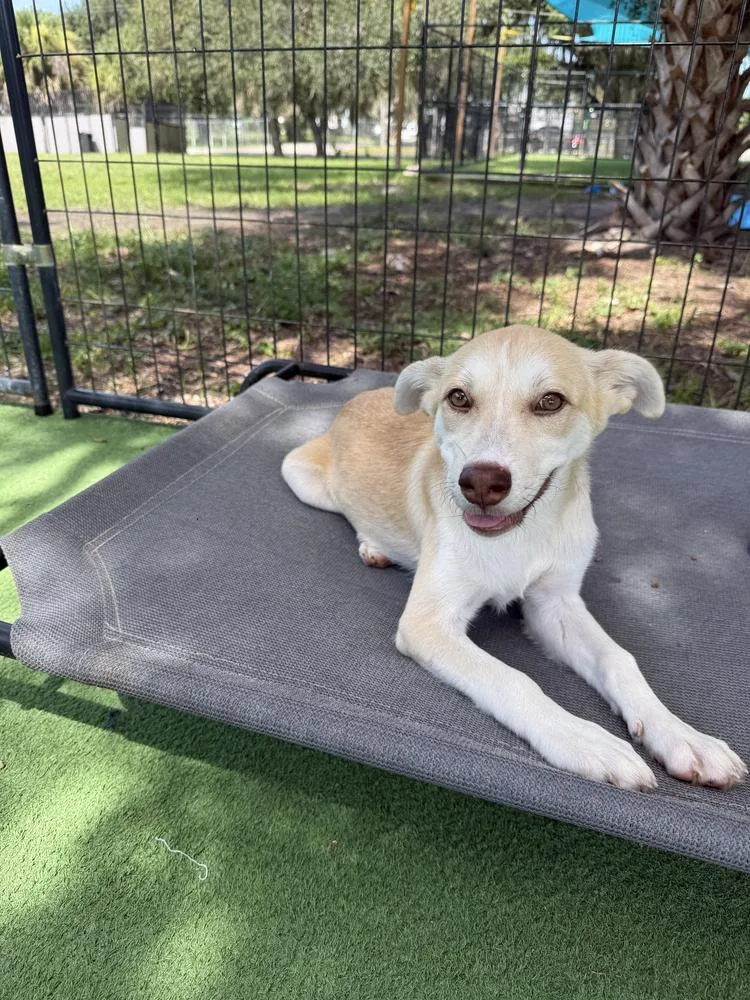 A baby small-sized female White / Cream Husky dog named Mackenzie for adoption in Lakeland, FL
