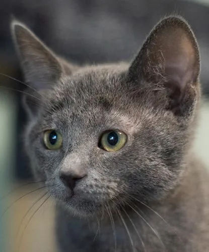 A baby small-sized female Domestic Short Hair cat named Frost for adoption in Encinitas, CA