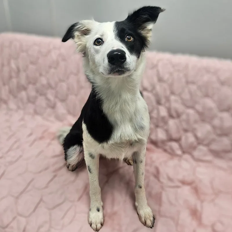 An adult medium-sized female Black Border Collie dog named Miley for adoption in Monticello, IA