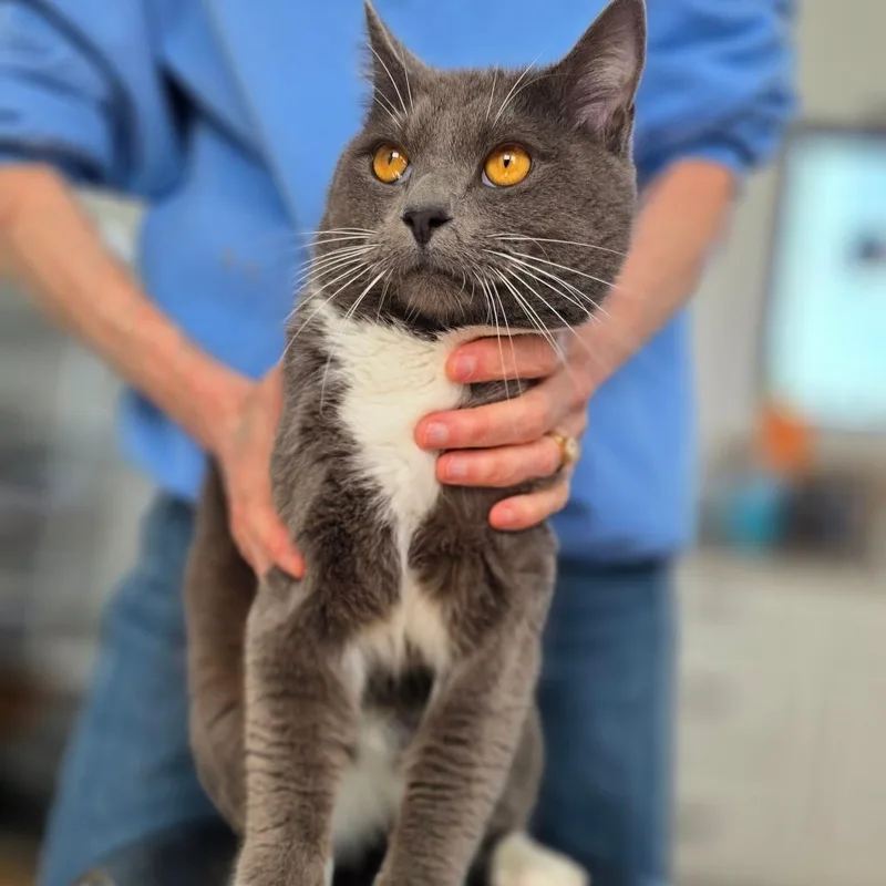 An adult medium-sized male Gray / Blue / Silver Domestic Short Hair cat named Earl Grey for adoption in Chapel Hill, NC