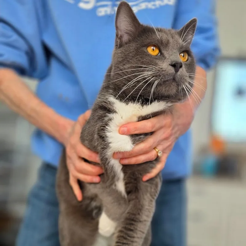 Earl Grey thumbnail 2