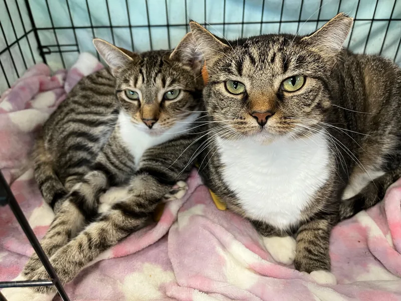 Theodora thumbnail 2