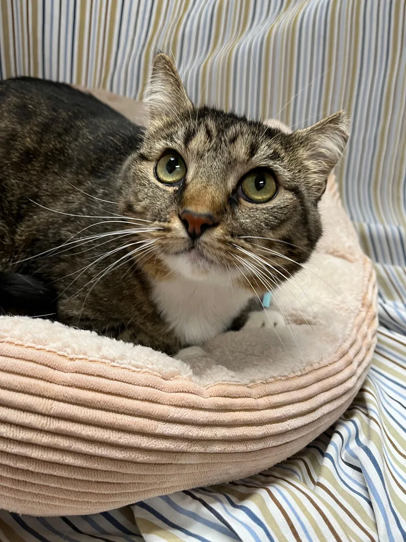 Theodora thumbnail 3