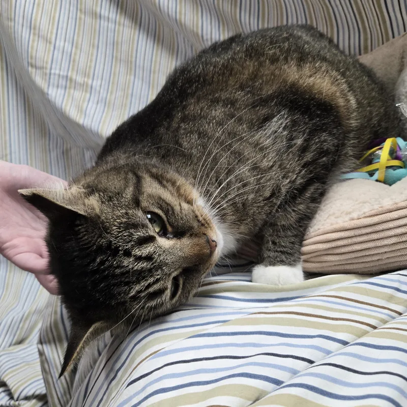 Theodora thumbnail 4