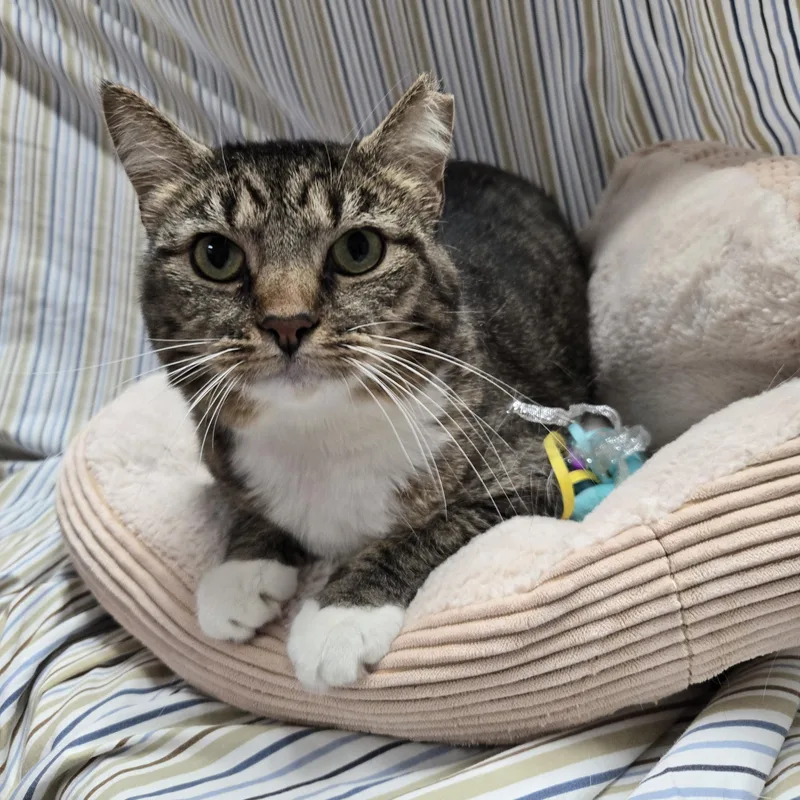 Theodora thumbnail 5