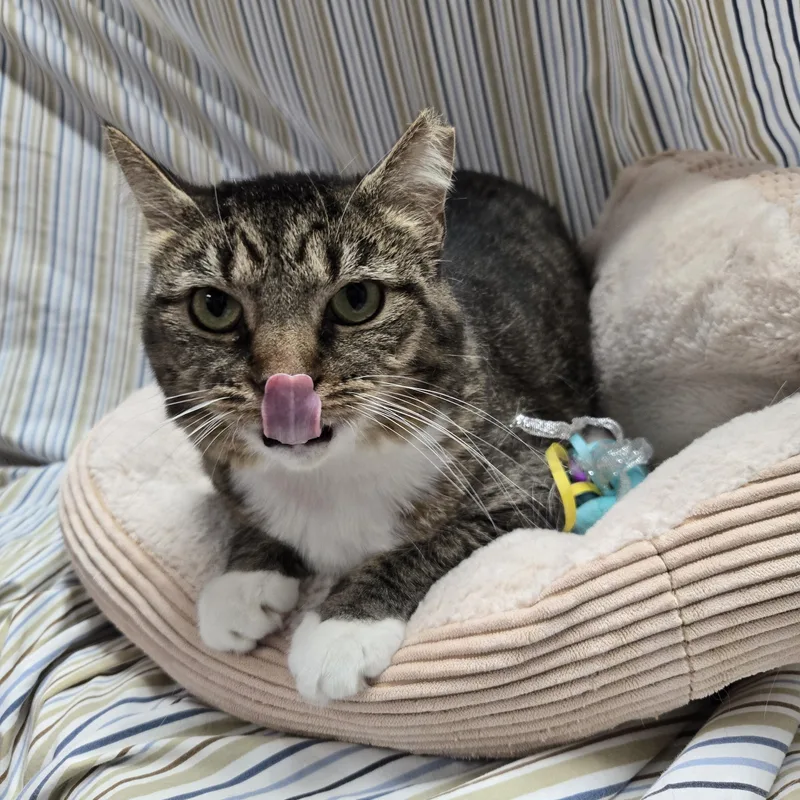 Theodora thumbnail 6