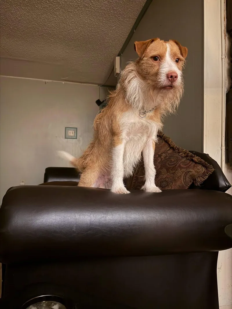 An adult medium-sized male Jack Russell Terrier dog named Scrappy for adoption in Sanford, FL