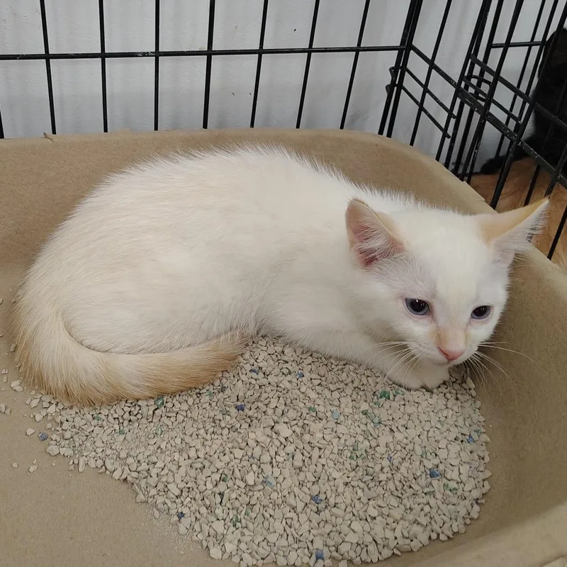 A baby small-sized male Flame Point Domestic Short Hair cat named Snowflake for adoption in Coos Bay, OR