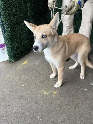 A baby small-sized female Siberian Husky dog named 61777687 for adoption in El Paso, TX