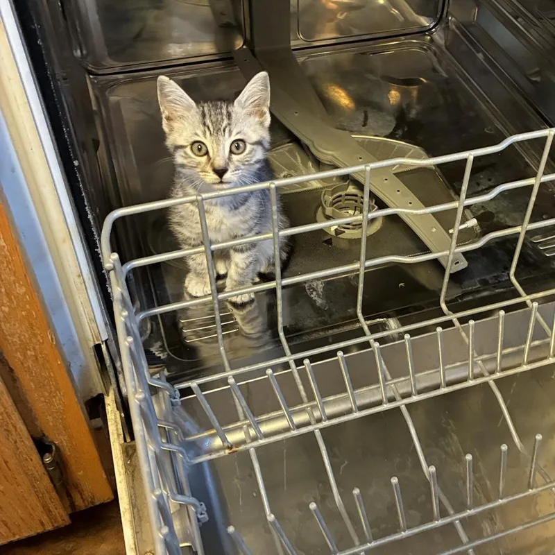 A baby small-sized male Gray / Blue / Silver Domestic Short Hair cat named Oliver for adoption in Pleasanton, CA