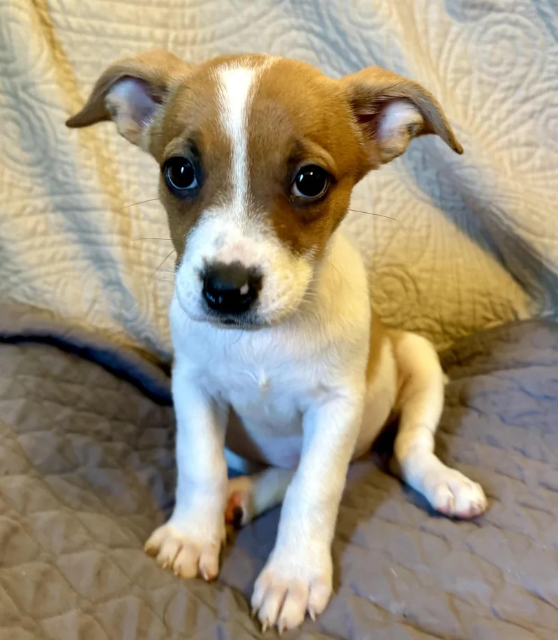 A baby small-sized female Mixed Breed dog named Tiny Pumpkin for adoption in Maiden, NC