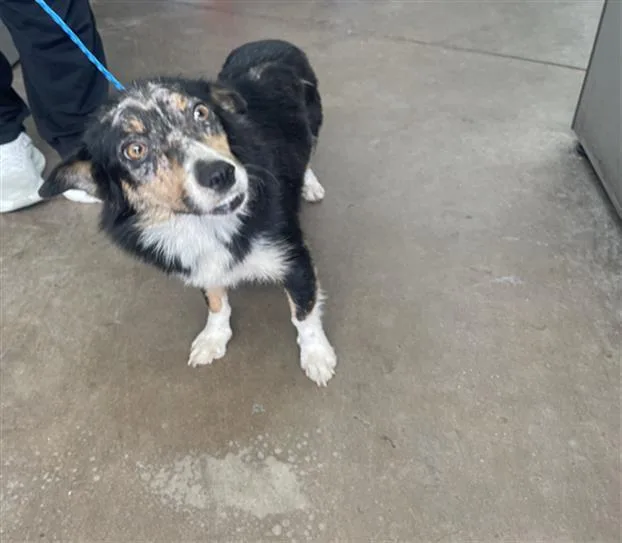 An adult small-sized female Mixed Breed dog named Daisy for adoption in Dallas, TX