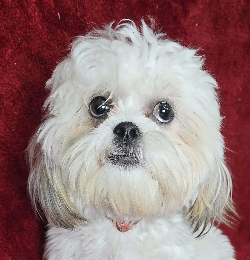 A young small-sized female White / Cream Shih Tzu dog named Indie for adoption in Newport, TN